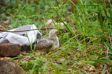 Cute chicks on a small farm