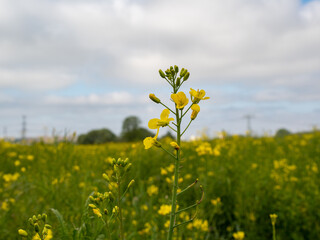 yellow rapeseed field, rapeseed flower