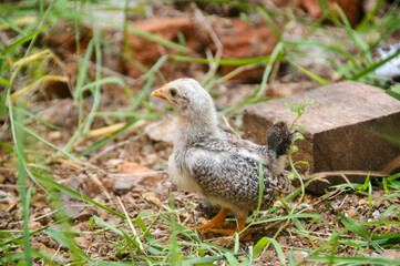 Cute chicks on a small farm
