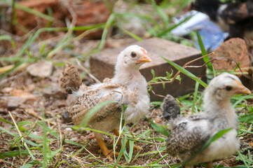 Cute chicks on a small farm