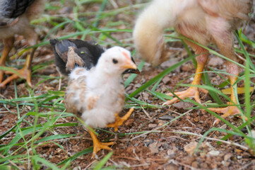 Cute chicks on a small farm