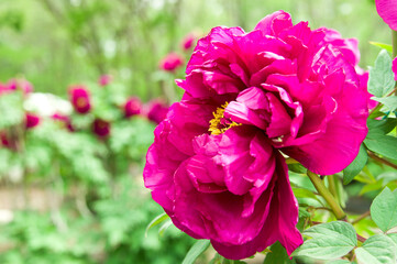 The name of this peony is Shimadaijin.
Scientific name is Paeonia suffruticosa.