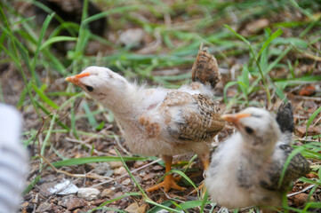 Cute chicks on a small farm