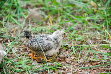 Cute chicks on a small farm