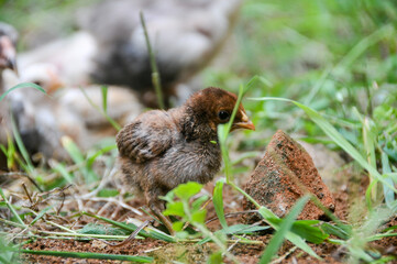 Cute chicks on a small farm