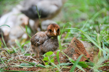 Cute chicks on a small farm
