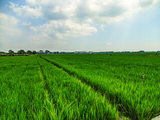 field of rice