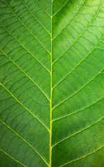 Naklejka na ściany i meble Close up leaf. Macro photography. Abstract green leaf texture, nature background, tropical leaf. The plant has a beautiful expressive structure.