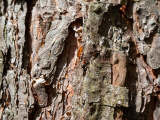 tree bark texture, close up
