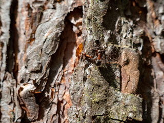 tree bark texture, close up