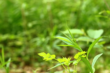 Green leaves in the morning spring sun.