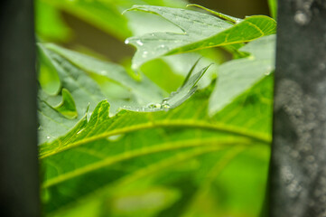 Obraz premium Summer raindrops wet the surrounding green leaves.