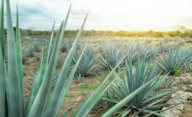 A field of Blue Agave in Mexico