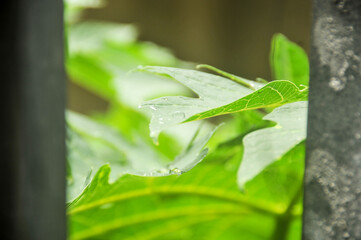 Summer raindrops wet the surrounding green leaves.