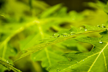 Summer raindrops wet the surrounding green leaves.