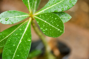 Summer raindrops wet the surrounding green leaves.