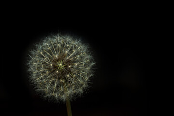 Macro photography  of dandelion on black background