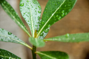 Summer raindrops wet the surrounding green leaves.