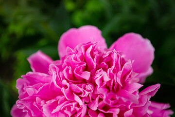 Obraz premium Macro blooming in spring, pink delicate peony flower close-up detail of petals on a background of green grass, veins, stamens, seeds