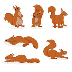 Vector image of squirrels. Color illustration of squirrels in different poses, in a natural environment