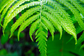 Macro shot of green fresh fern, lawn surface, nature texture, close-up detail of lace dancing leaves, scaly terry feather bush