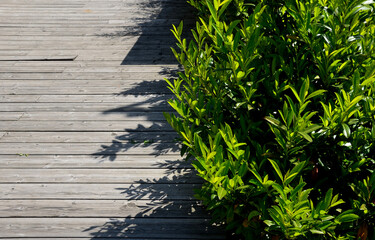An evergreen shrub in front of a fence of light wood planks will improve the opacity of the street - obrazy, fototapety, plakaty