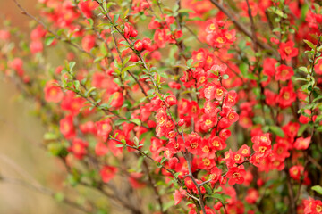 Flowers of Chaenomeles speciosa