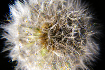 Macro blooming in spring, white flower dandelion, close-up detail of petals against a background of green grass, airy stamens, seeds for flight