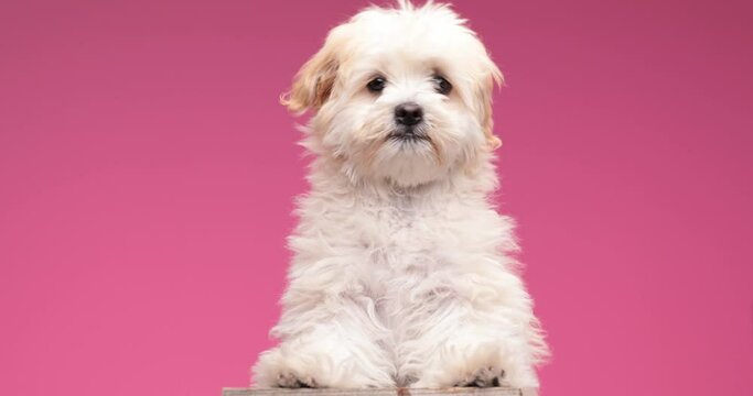cute little bichon dog standing on behind legs while looking around, moving on pink background in studio
