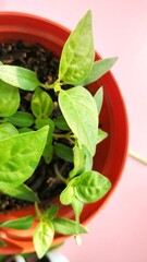 shoots of chili plants, tropical plants, growing at home in orange pots. healthy living therapy, pesticide free organic