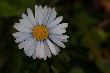 Flower blossoms in romantic close-up