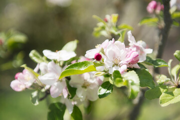 Beautiful flowers on a branch of an apple tree