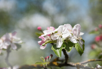 Obraz na płótnie Canvas Beautiful flowers on a branch of an apple tree