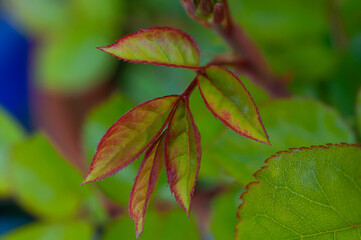 Flower blossoms in romantic close-up