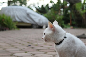 Fototapeta na wymiar white cat
