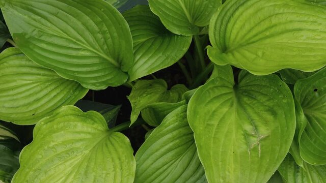 Close-up of large green hosta leaves. Water droplets are visible on the leaves. Camera movement from bottom to top. Blurred background