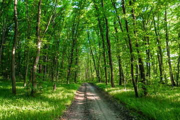 Fototapeta premium forest trees. nature green wood sunlight backgrounds.