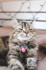 An adorable Persian cat laying down on the bed with natural light.