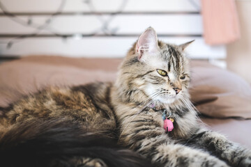 An adorable Persian cat laying down on the bed with natural light.