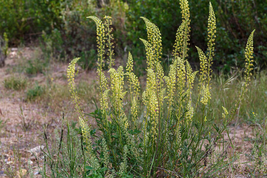 Reseda luteola. Dyer's rocket plant with its erect stems and inflorescences.