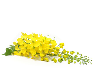 Golden shower flowers or Ratchaphruek or yellow folwers isolate on white background. Font view and...