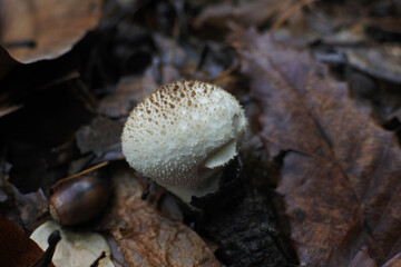 Pileus of Common puffball has white color and a rough surface. It comes out from leaf soil in the forest.