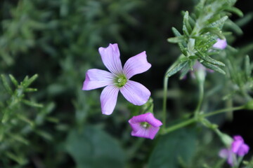薄紫のカタバミの花