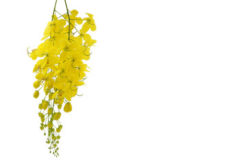 Golden shower flowers or Ratchaphruek or yellow folwers isolate on white background. Font view and copy space
