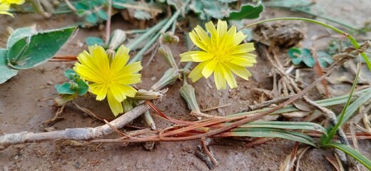 Yellow tiny Flowers