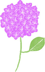 Beautiful hydrangea in Japan. Beautiful Hydrangea macrophylla in Japan