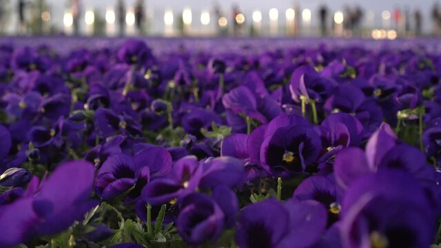 Field of purple Pansy flowers. Large flower bed or lawn