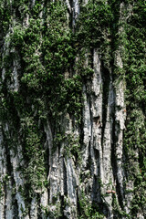 Natural background with the texture of the bark of a real tree.