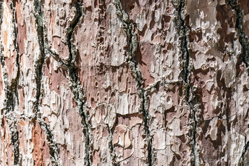 Natural background with the texture of the bark of a real tree.