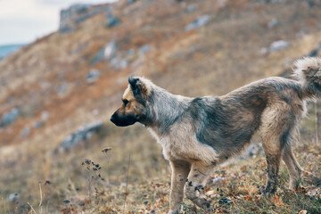 street dog in the mountains travel friendship adventure walk